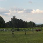 Les magnifiques vignes de Mario